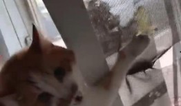 八哥爆料赤犬视频大全播放,赤犬视频大全热力播放，精彩瞬间一网打尽